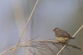 Red avadavat bird perching on tree Royalty Free Stock Photo