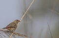 Red avadavat bird perching on tree Royalty Free Stock Photo