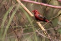 Red avadavat Royalty Free Stock Photo