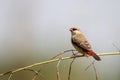 Red avadavat Royalty Free Stock Photo