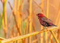 Red Avadavat sitting on a branch