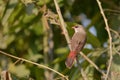 Red avadavat red munia female bird