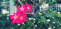 Red azalea, adenium or desert rose blooming with blurred green leaves and white flower background Royalty Free Stock Photo