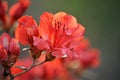 Red Azalea in Bloom with a blurred background