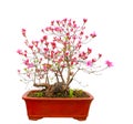 Red azalea bonsai
