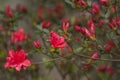 Red azalea bush blooming Royalty Free Stock Photo