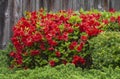 Red Azalea Bush