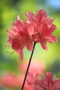 Red Azalea Flower Royalty Free Stock Photo