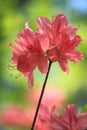 Red Azalea Flower