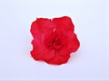 Red azalea flower isolated on white background ,Rhododendron moulmeinene hook, sweet color