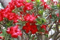 Red Azalea flowers Royalty Free Stock Photo
