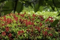 Red azalea flowers in bloom. Beautiful red flowers growing in spring months. Rhododendron flower shrub in bloom. Royalty Free Stock Photo