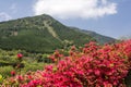 Red azalea and hill