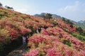 Red azalea on hill in Macheng city in China