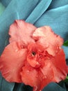 Red azalea with raindrops on blue background Royalty Free Stock Photo