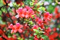 The blooming Red Azalea Rhododendron in spring