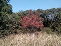 Red Azalea tree