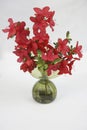 Red Azaleas in a green glass vase on a white background