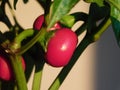 Red baby aubergines Royalty Free Stock Photo