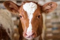 Red baby cow calf head at farm Royalty Free Stock Photo