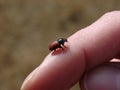 Red back beetle