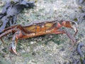 A red back crab at the seaside Royalty Free Stock Photo