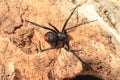 Red-back widow spider Royalty Free Stock Photo
