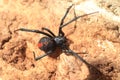 Red-back widow spider Royalty Free Stock Photo
