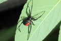 Red-back widow spider Royalty Free Stock Photo
