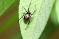 Red-back widow spider Royalty Free Stock Photo