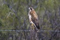 Red backed Hawk, Variable Hawk Buteo polyosoma,Peninsula Valdes Royalty Free Stock Photo