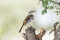 Red-backed Scrub-Robin Cercotrichas leucophrys Singing from a Tree Stump