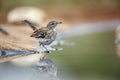 Red backed Scrub Robin in Kruger National park, South Africa