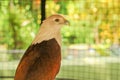 The Red-backed sea-eagle Royalty Free Stock Photo