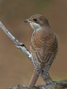 Red-backed Shrike Royalty Free Stock Photo