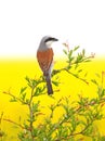 Red backed shrike