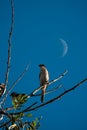 Red backed Shrike on the background of the moon Royalty Free Stock Photo