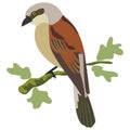 Red backed shrike bird