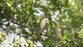 Red-backed Shrike Couple Wooing