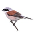 Red-backed shrike