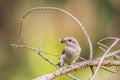 Red-backed shrike, female. Beautiful wild bird