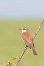 Red-backed shrike, female / Lanius collurio Royalty Free Stock Photo