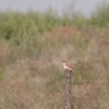 Red-backed shrike female on a wooden pole