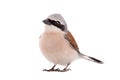 Red-backed Shrike isolated on white Royalty Free Stock Photo