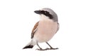 Red-backed Shrike isolated on white Royalty Free Stock Photo