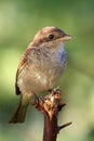 Red - backed Shrike ( Lanius collurio )