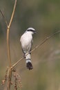 Red backed Shrike / Lanius collurio Royalty Free Stock Photo