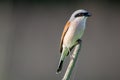 Red-backed shrike Lanius Collurio Royalty Free Stock Photo