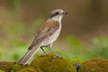 Red-backed shrike (Lanius collurio)