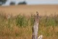 Red backed shrike Lanius collurio a carnivorous passerine bird Laniidae Royalty Free Stock Photo